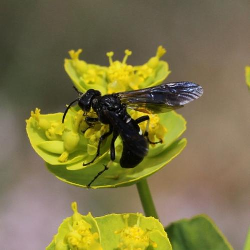 Réf. 181 973 : Cephaledo bifasciata bifasciata